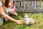 Streichelzoo mit Häschen beim Familienhotel Berger